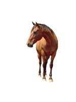WEBP