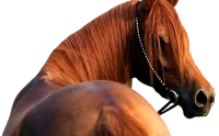 WEBP