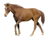 WEBP