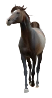 WEBP