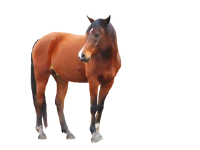 WEBP