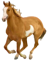 WEBP