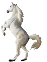 WEBP