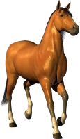 WEBP