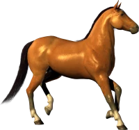 WEBP