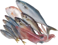 WEBP