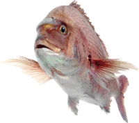 WEBP