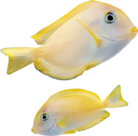 WEBP