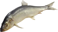 WEBP