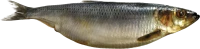 WEBP
