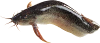WEBP