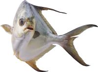 WEBP