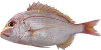 WEBP
