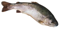 WEBP