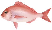 WEBP