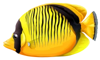 WEBP