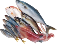 WEBP