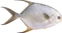 WEBP