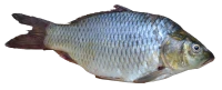 WEBP