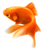 WEBP