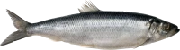 WEBP