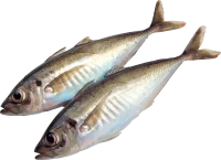 WEBP