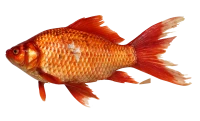 WEBP