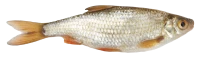 WEBP