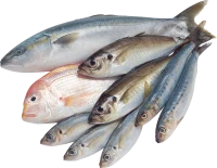 WEBP