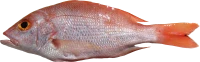 WEBP