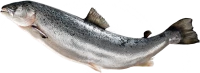WEBP