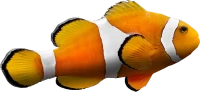 WEBP