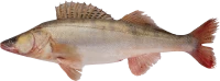 WEBP