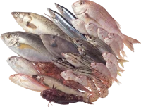 WEBP