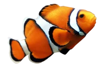 WEBP