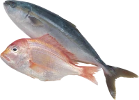 WEBP