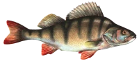WEBP