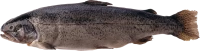 WEBP