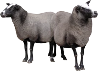WEBP