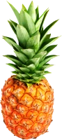 WEBP