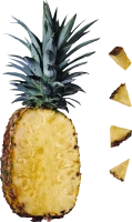 WEBP