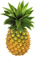 WEBP