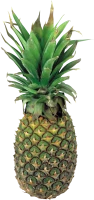 WEBP
