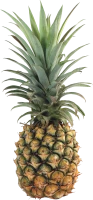 WEBP