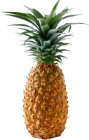 WEBP