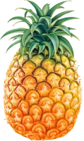 WEBP