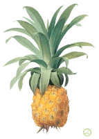 WEBP