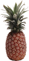 WEBP