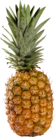 WEBP
