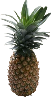 WEBP